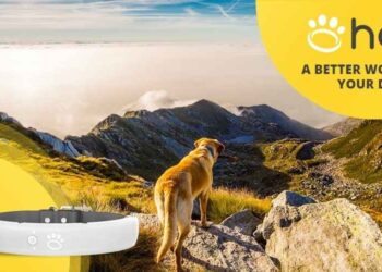 HaloCollar: The Future of Pet Comfort, Safety, and Smart Design