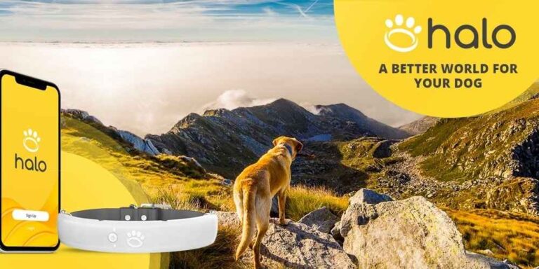 HaloCollar: The Future of Pet Comfort, Safety, and Smart Design